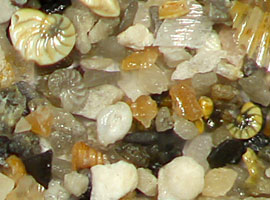 Istria foraminifera
