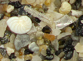 Istria foraminifera